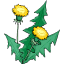 Dandelion weed