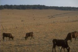 Cattle pasture