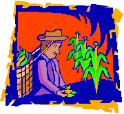 Corn planting