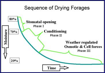 Sequence of Drying Forages