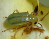 Northern Corn Rootworm