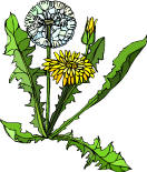 Dandelion