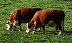 Cattle grazing