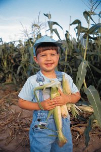 Child holding ears of corn