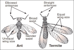 Termites vs. Ants