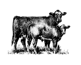 cow-calf