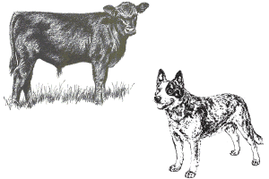 beef calf & stock dog