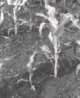 corn replant