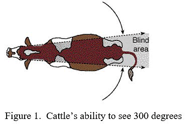 Cattle's ability to see 300 degrees