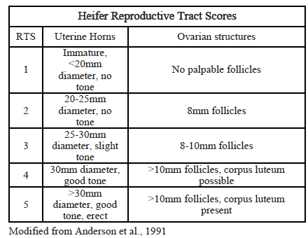 Heifer Reproductive Tract Scores
