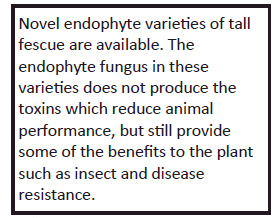 novel endophyte