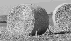 baled corn stalks