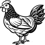 chicken