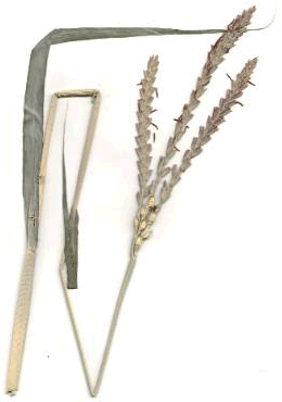 warm season grass