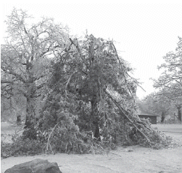Storm damaged red oak