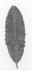 Allegheny chinquapin leaf