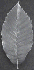 Chinese chestnut leaf