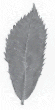 Ozark chinquapin leaf
