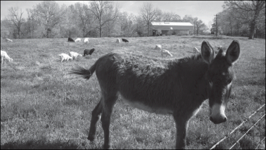 Donkey on Busby Farm