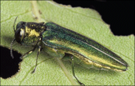 An Emerald Ash Borer Beetle