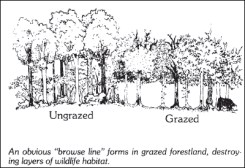 Ungrazed vs. Grazed Tree Line
