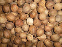 shellbark hickory nuts