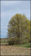Pin Oak from seed of southern origin