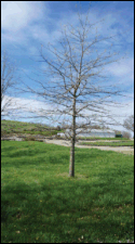 Pin Oak from seed of local origin