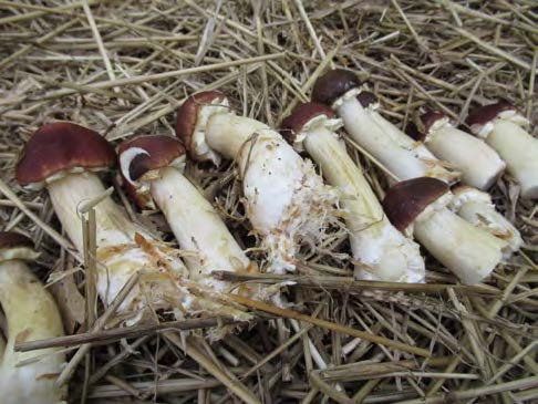 Mushrooms Growing in Straw Bales - My Northern Garden