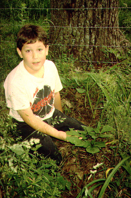 Ginseng Plant