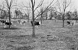 Cows among walnut trees