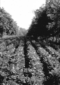 Alley cropping with walnut trees and soybeans