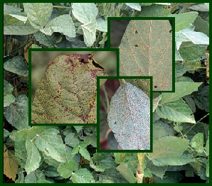 Soybean Rust