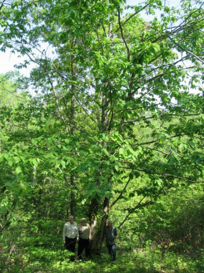 2013 American Forest "Big Tree Madness" Winner - Ozark Chinkapin