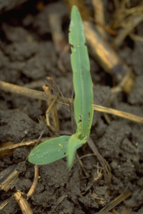 Photo of a corn seedling damaged by black cutworm
