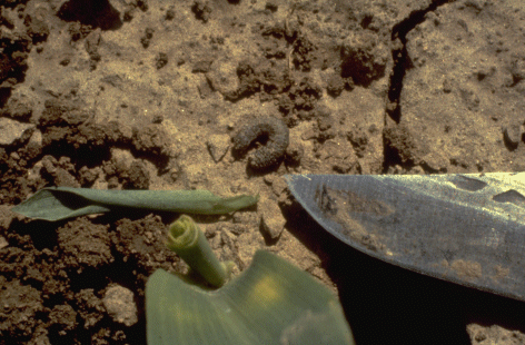 Photo of clipping a corn seedling