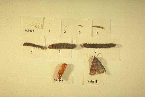 Stages of the black cutworm