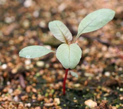Common/Tall waterhemp