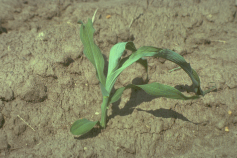 Corn plant after black cutworm damage